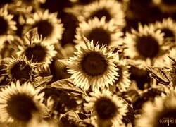 Sepia