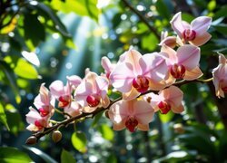 Oryginalny obrazek
