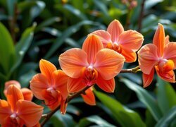 Oryginalny obrazek