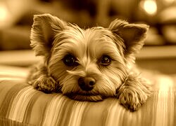 Sepia