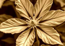 Sepia