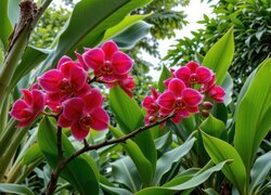 Oryginalny obrazek
