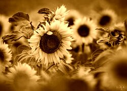 Sepia