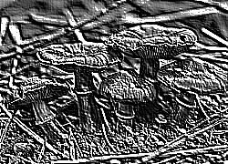 Skamielina
