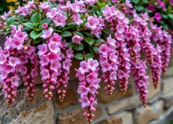 Oryginalny obrazek