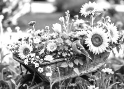 Szary + Sepia