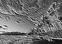 Skamielina