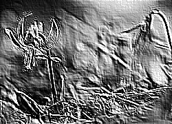 Skamielina
