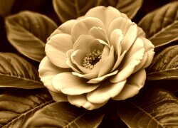 Sepia