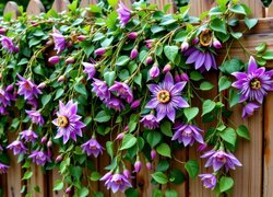 Oryginalny obrazek