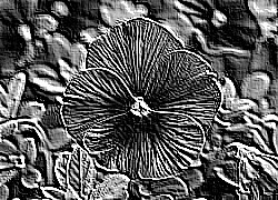 Skamielina