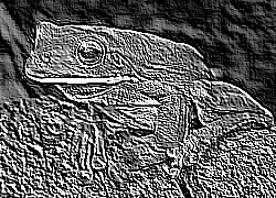 Skamielina
