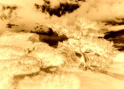 Sepia + Negatyw