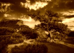 Sepia