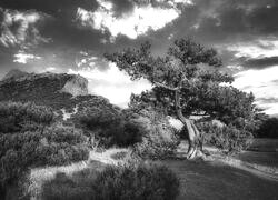 Szary + Sepia