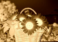 Sepia + Negatyw