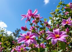 Oryginalny obrazek