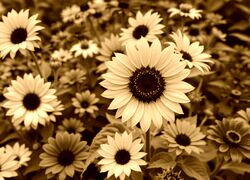 Sepia