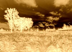 Sepia + Negatyw