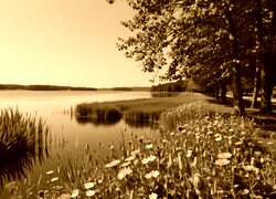 Sepia