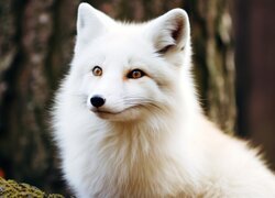 Oryginalny obrazek