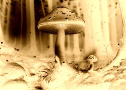 Sepia + Negatyw