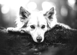 Szary + Sepia