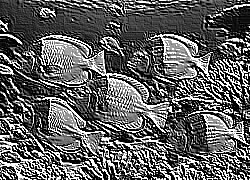 Skamielina