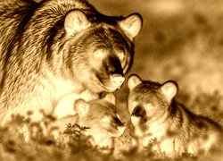 Sepia + Negatyw