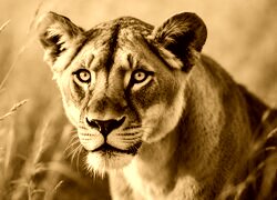 Sepia