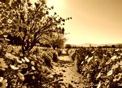 Sepia