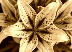 Sepia
