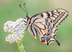 Oryginalny obrazek