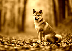 Sepia