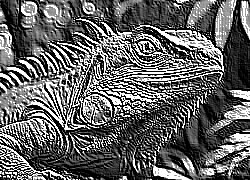 Skamielina