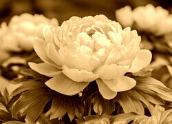 Sepia