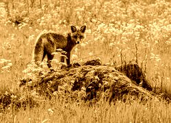 Sepia