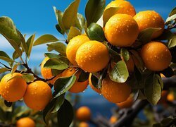Oryginalny obrazek