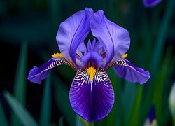 Oryginalny obrazek