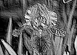 Skamielina