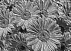 Skamielina