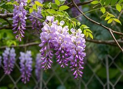Oryginalny obrazek
