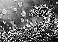 Skamielina