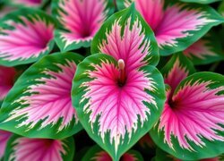 Oryginalny obrazek