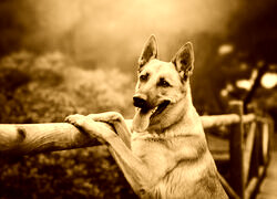 Sepia