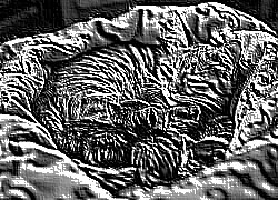 Skamielina