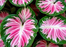 Oryginalny obrazek