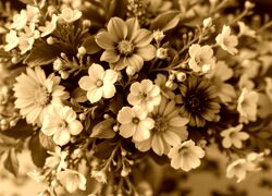 Sepia