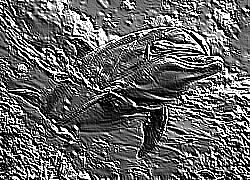 Skamielina