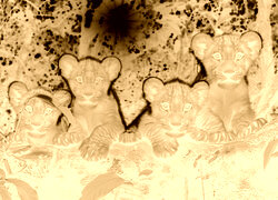 Sepia + Negatyw